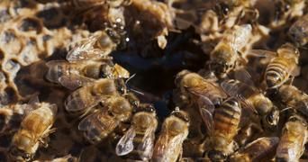 Гнилые 1 серия