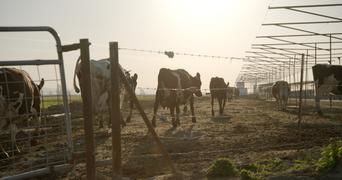 Гнилые 5 серия