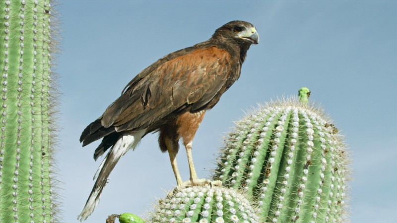 Крошечные существа 1 серия Крошечные существа 1 серия