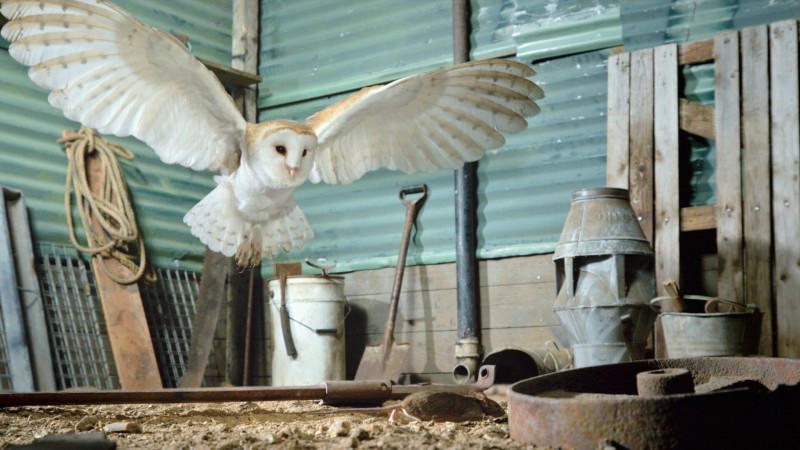 Крошечные существа 4 серия Крошечные существа 4 серия