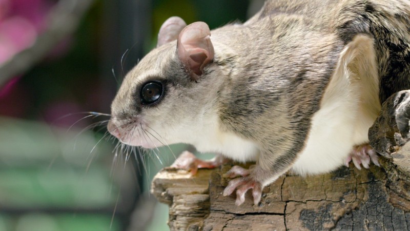 Крошечные существа 5 серия Крошечные существа 5 серия