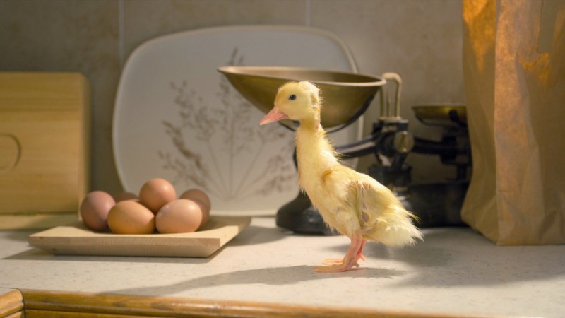 Крошечные существа 7 серия Крошечные существа 7 серия