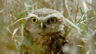 Крошечные существа 1 сезон 3 серия