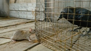 Крошечные существа 1 сезон 6 серия