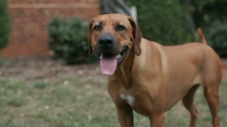 Собаки 2 сезон 2 серия