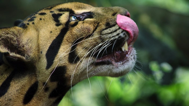 Удивительные животные 1 серия