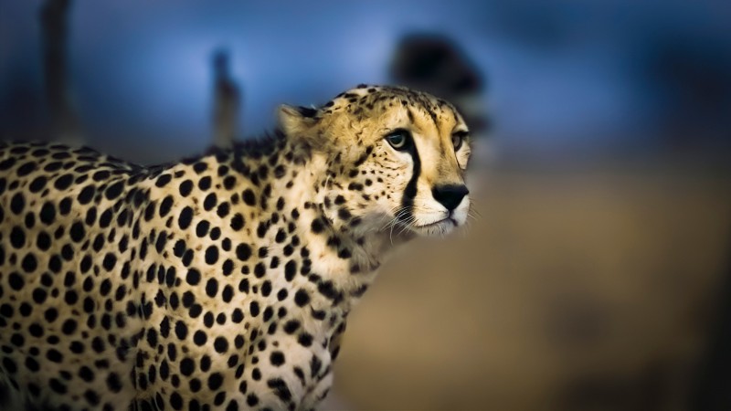 Земля ночью в цвете 6 серия