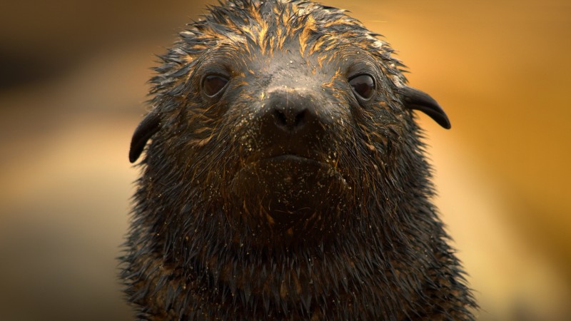 Земля ночью в цвете 2 сезон 5 серия