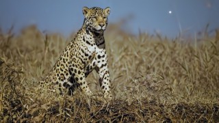 Земля ночью в цвете 1 сезон 3 серия