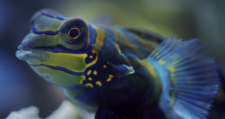 Земля ночью в цвете 2 сезон 4 серия