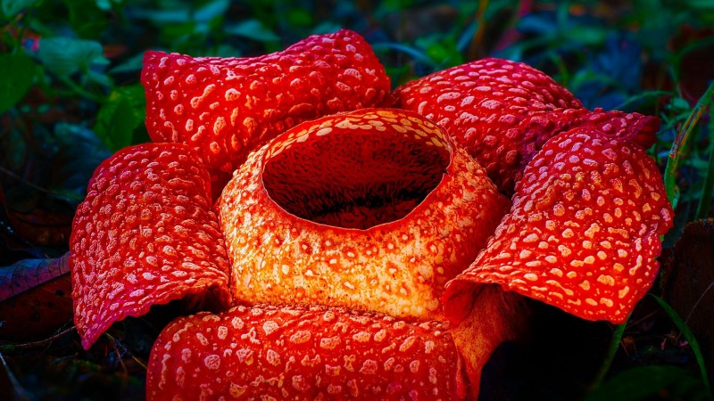 Зелёная планета 1 серия