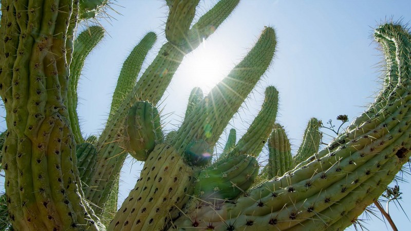 Зелёная планета 4 серия Зелёная планета 4 серия