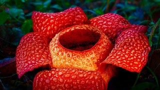 Зелёная планета 1 сезон 1 серия