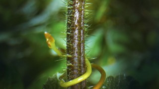 Зелёная планета 1 сезон 3 серия