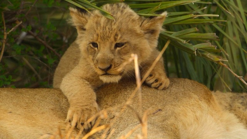 Детки не в клетке 1 серия