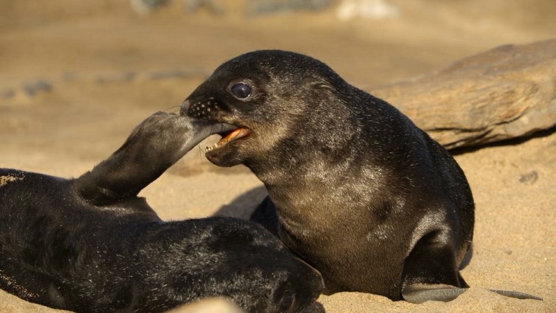 Детки не в клетке 2 серия