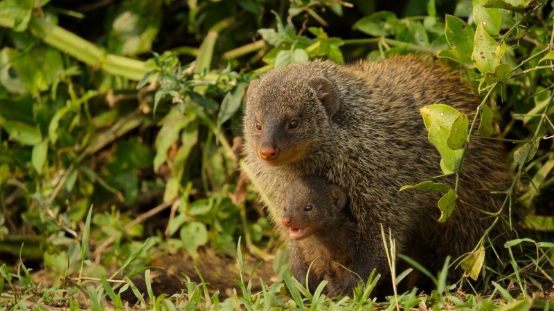 Детки не в клетке 5 серия