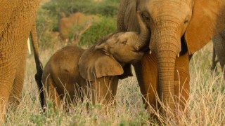 Детки не в клетке 1 сезон 4 серия