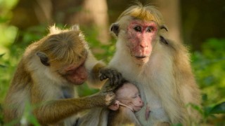 Детки не в клетке 1 сезон 6 серия