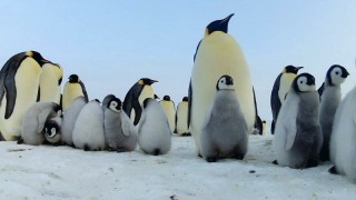 Детки не в клетке 1 сезон 7 серия