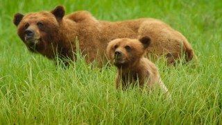 Детки не в клетке 1 сезон 8 серия