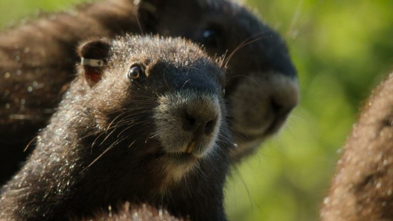 Волки острова Ванкувер 2 серия