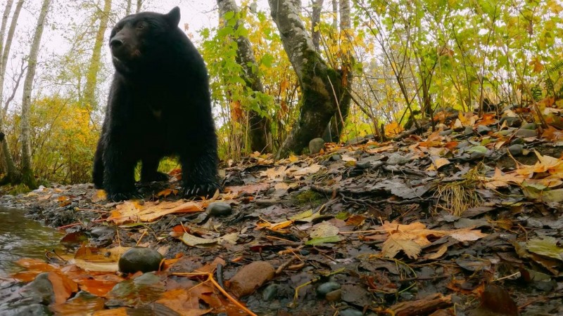 Волки острова Ванкувер 3 серия