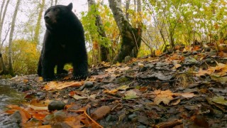 Волки острова Ванкувер 1 сезон 3 серия