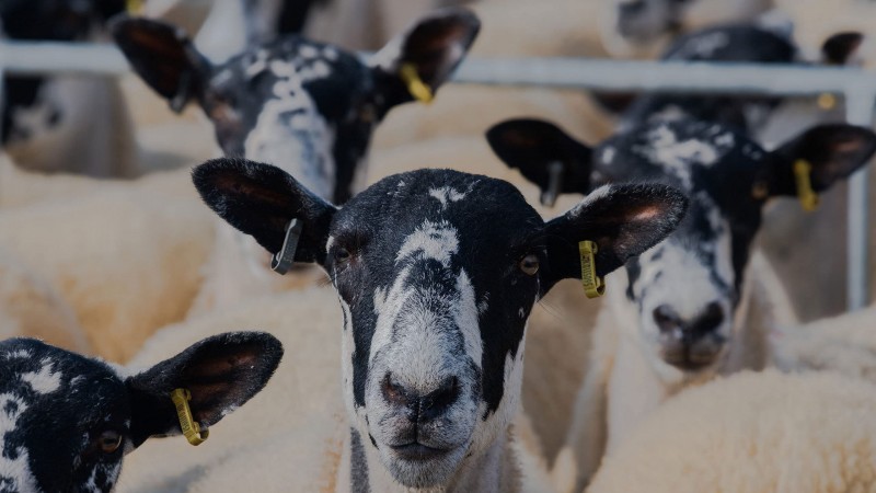 Ферма Кларксона 2 серия