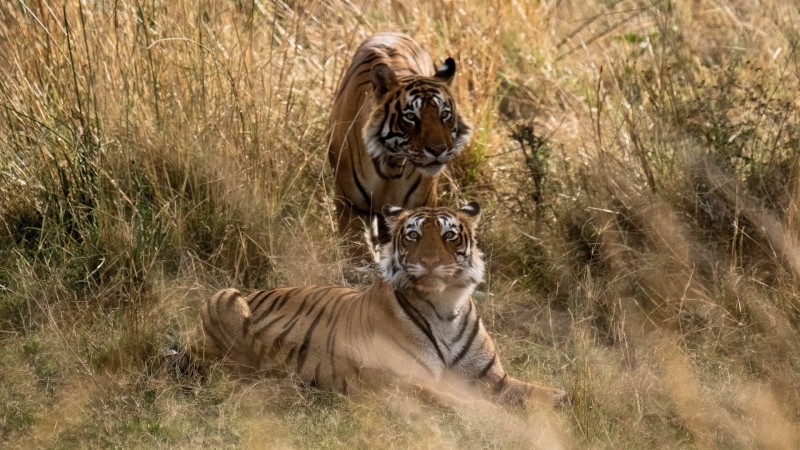 Великаны планеты 9 серия