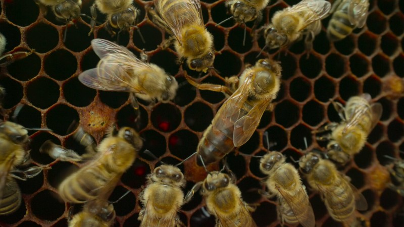 Наша планета 2 сезон 2 серия