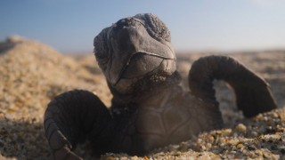 Наша планета 2 сезон 3 серия