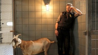 Контроль за животными 3 сезон 3 серия